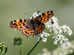 Landkaartje  20210705  Ik heb in het voorjaar niet veel dagvlinders gezien, kan aan mij liggen maar ik vrees dat er niet gek veel vlinders waren dit voorjaar. Ik ben met mijn telelens ook veel meer op vogels gericht. Heel af en toe neem ik een vlinder op de korrel wat met een macrolens natuurlijk beter gaat. Hier een landkaartje in voorjaarsjas. Deze soort kent ook een zomergeneratie die heel anders gekleurd is. Niet veel vlinders vertonen een dergelijke verschil tussen generaties.