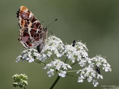 Landkaartje  20210705  Ik heb in het voorjaar niet veel dagvlinders gezien, kan aan mij liggen maar ik vrees dat er niet gek veel vlinders waren dit voorjaar. Ik ben met mijn telelens ook veel meer op vogels gericht. Heel af en toe neem ik een vlinder op de korrel wat met een macrolens natuurlijk beter gaat. Hier een landkaartje in voorjaarsjas. Deze soort kent ook een zomergeneratie die heel anders gekleurd is. Niet veel vlinders vertonen een dergelijke verschil tussen generaties.