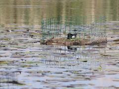 Witvleugelstern  20210523  Het Zuid-Hollands Landschap doet goed zijn best daar in de Zouweboezem daar bij Ameide. Ze onderhouden en beschermen de vlotjes waarop de sternen broeden. Ze zijn ook afgezet met gaas. Dat is o.a. nodig om te voorkomen dat bijvoorbeeld waterhoen of meerkoet er met de eieren van door kunnen gaan. Heel bijzonder dat een witvleugelstern tot broeden is gekomen hier. Hopelijk wordt het een succes waardoor de kans op terug komen volgend jaar groter wordt.