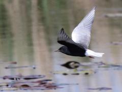 Witvleugelstern  20210520  Natuurgebied de Zouweboezem staat bekend om de purperreiger en zwarte stern die daar te zien is. Maar dit jaar is er een nog meer bijzondere gast aanwezig. Te weten deze witvleugelstern. Echt een prachtige vogel. Het zijn snelle kriskras vliegers en best moeilijk goed te fotograferen. Bij vogelbescherming las ik: De witvleugelstern is een Oost-Europese en West-Siberische soort. Hij is sterk aan de zwarte stern verwant en broedt in wat drogere gebieden dan deze. Een s