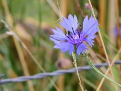 Haagwinde / Korenbloem  20210723 Nog twee bloemen. Heel gewone. Als ik het goed heb is het een Korenbloem (Centaurea cyanus) en een Haagwinde (Convolvulus sepium). Noemden we dat witte kelkje vroeger niet het piespotje?