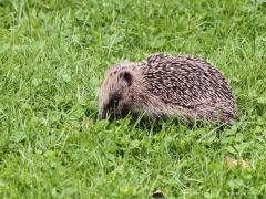 Egel  20210820  Joepie dacht ik, weer eens een egeltje in de tuin. Heb ze meer gezien maar dat was toch weer enkele jaren geleden. Maar ik las in de krant dat het geen goed teken is als je het beestje overdag ziet zoals hier. Zijn ze gezond en hebben ze eten genoeg dan zie je ze alleen 's nachts. Nu maar hopen dat deze niets mankeert en een vrolijk leventje tegemoet gaat. Ogenschijnlijk liep ie probleemloos het groen weer in, dus .. ?