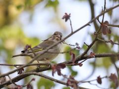 Groenling  20210804  Begin april dit jaar kon ik in de tuin dit koppeltje groenlingen fotograferen. Eentje met bouwmateriaal in de bek! Jammer genoeg heb ik niet meer kunnen constateren dat het daadwerkelijk tot broeden is gekomen in mijn tuin. Erger nog, ik heb ze niet veel meer gezien daarna.