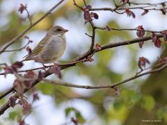 Groenling  20210804  Begin april dit jaar kon ik in de tuin dit koppeltje groenlingen fotograferen. Eentje met bouwmateriaal in de bek! Jammer genoeg heb ik niet meer kunnen constateren dat het daadwerkelijk tot broeden is gekomen in mijn tuin. Erger nog, ik heb ze niet veel meer gezien daarna.