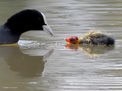 Meerkoet  20210807  Mooi of lelijk het kind; het maakt niet uit voor de ouders. Met veel zorg wordt de kleine groot gebracht. Hier wordt een larve aangeboden dat nederig en dankbaar wordt geaccepteerd.