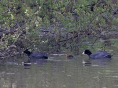 Meerkoet  20210808  De meerkoet is een van de succesvolste vogels ter wereld. Haast over heel de wereldbol is ie te vinden. Deels zal dat ook komen omdat beide ouders zicht inzetten voor hun kroost. Dat is de regel in het vogelleven maar geen vanzelfsprekendheid. Denk maar aan de koekoek, daar bemoeit ma nog pa zich met de opvoeding.