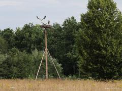 Ooievaar  20210725  Twee weken terug ben ik nog eens naar het Schipperspad in Breda geweest. Ik was benieuwd of het ooievaarsnest daar nog bezet zou zijn. Dat was overduidelijk nog het geval. Vier grote gezonde jongen zaten nog op het nest. Maar hoe lang nog, een kwestie van dagen denk ik want er werden al vliegoefeningen gemaakt. Maar wat zijn die grote vogels vriendelijk naar elkaar toe, zo groot en zo weinig plek, toch zag ik nooit gedoe onderling. Een groot broedsucces daar dit jaar, wellicht vol