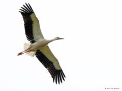 Ooievaar  20210729  Met een spanwijdte die tot 220 cm kan oplopen is de ooievaar een van onze grotere vogels. Een imposant vliegbeeld levert dat op. Die grote vleugels kunnen ze goed gebruiken op de trek want in september wordt middels die wieken naar tropisch Afrika gevlogen. Daarbij wordt veel op thermiek gevlogen wat een eitje is met deze vleugels.