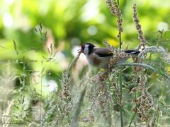 Putter  20210719  In wegbermen groeien veel planten, veel grassen en kruiden die rijk zijn aan zaden. De natuur is blij met die bermen, mits ze op een goede manier gemaaid worden natuurlijk. Gelukkig wordt dat steeds meer op een bewuste manier gedaan met het natuurbelang in het achterhoofd. Ook vogels zijn daar blij mee. Zo doet hier een putter zich te goed aan zaadjes.