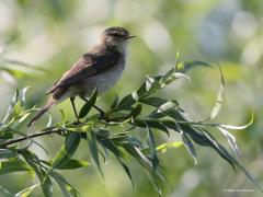 Tjiftjaf  20210826  Ik denk dat dit een tjiftjaf is. Een echt zomervogeltje. Komt in maart al terug. Vertrekt vanaf augustus weer, eind oktober is de trek voorbij. In milde winters overwinteren honderden Tjiftjaffen in ons land, met name in het westen en zuiden en in het rivierengebied. Ze zoeken veelal stedelijk gebied op of struweel en ruigte nabij water.