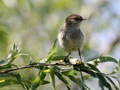 Tjiftjaf  20210826  Ik denk dat dit een tjiftjaf is. Een echt zomervogeltje. Komt in maart al terug. Vertrekt vanaf augustus weer, eind oktober is de trek voorbij. In milde winters overwinteren honderden Tjiftjaffen in ons land, met name in het westen en zuiden en in het rivierengebied. Ze zoeken veelal stedelijk gebied op of struweel en ruigte nabij water.