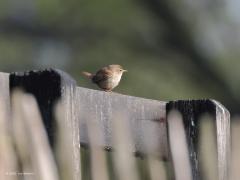 Winterkoning  20210816  Wat is het een leuk vogeltje ons klein jeaneke. Met leuk klein staartje en geweldige zang. Jammer dat ie ondanks zijn naam niet winterhard is; een strenge winter overleven ze maar heel moeilijk.