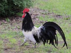 Kip  20210716  Zijn ze leuk of zijn ze leuk, de mannen onder de kippen? Misschien niet en vogel voor in de woonwijk maar wel leuk op een erf waar lekker veel plaats is. De kip ofwel huishoen is een gedomesticeerde vogelsoort uit de familie van de fazantachtigen (Phasianidae) die weer behoort tot de orde der hoendervogels (Galliformes). De kip is de meest voorkomende vogelsoort ter wereld, er zijn er op de wereld ca. 52 miljard. Kippen in Nederland stammen af van wilde hoenders uit Zuidoost-A