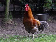 Kip  20210716  Zijn ze leuk of zijn ze leuk, de mannen onder de kippen? Misschien niet en vogel voor in de woonwijk maar wel leuk op een erf waar lekker veel plaats is. De kip ofwel huishoen is een gedomesticeerde vogelsoort uit de familie van de fazantachtigen (Phasianidae) die weer behoort tot de orde der hoendervogels (Galliformes). De kip is de meest voorkomende vogelsoort ter wereld, er zijn er op de wereld ca. 52 miljard. Kippen in Nederland stammen af van wilde hoenders uit Zuidoost-A