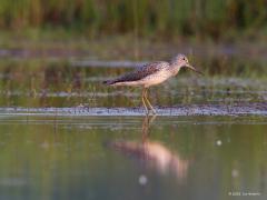 Groenpootruiter  20210905  De groenpootruiter in ochtend licht. Deze steltloper heeft een mooie goed herkenbare roep. Beluister dat maar eens hier https://www.vogelgeluid.nl/groenpootruiter/