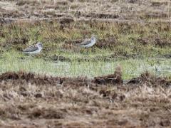 Groenpootruiter  20210903  In het voorjaar is op de Oude Buisse Heide een stukje geplagd. Het zo ontstane natte stukje heide is een prima plaats voor deze mooie steltloper om op zijn trek wat voedsel te zoeken. Ik zag deze vogels daar begin mei. Geen enkele groenpootruiter broedt in ons land. Ze zijn afkomstig uit Noord-Europa en Rusland en bezoeken ons land voornamelijk tussen eind maart en half november. De aantallen zijn het hoogst tijdens doortrekpieken eind april/begin mei en tussen half juli e