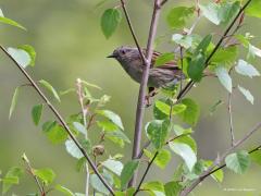 Heggenmus  20210907  Een heel succesvol vogeltje is deze heggenmus. We kunnen wel ruim 200.000 broedpaartjes hebben in ons landje. Het broedseizoen loopt van eind april tot in augustus. Twee en soms drie legsels van 3 tot 6 blauwachtige eieren worden gelegd. Het broeden duurt een kleine twee weken. Ze maken geen gebruik van nestkasten. Het nest wordt zelden hoger gebouwd dan op 2 meter, in een heg of struik.