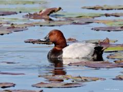 Tafeleend  20210913  In de komende maanden oktober, november en december zien we de meeste tefeleenden in ons land. Dit door de trek en de wintervogels. Er broeden niet zo veel van deze eenden in ons land, rond de 2000 wordt geschat. De landelijk getelde aantallen dalen al vanaf ongeveer 1980, vermoedelijk als onderdeel van een verschuiving van het overwinteringsgebied binnen Europa, waarbij de vogels door gemiddeld wat zachtere winters noordelijker blijven overwinteren. De meeste Tafeleenden verblijve