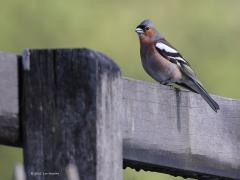 Vink  20210911  Hij kan kandidaat zijn voor de titel nationale vogel lijkt me, zo vertrouwd is ie bij ons. In oktober vliegen de meeste rond, denk aan meer dan een miljoen. Broedt van half april tot juli. Nesten vindt men op verschillende hoogtes, vaak aan de rand van een bos of een open plek. Hoofdzakelijk broedt het vrouwtje vanaf het laatste ei een dag of 12 tot 15, ze wordt soms door het mannetje gevoerd. Beide vogels verzorgen de jongen. Die verlaten het nest na 13 of 14 dagen waarna ze nog en