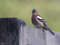 Vink  20210911  Hij kan kandidaat zijn voor de titel nationale vogel lijkt me, zo vertrouwd is ie bij ons. In oktober vliegen de meeste rond, denk aan meer dan een miljoen. Broedt van half april tot juli. Nesten vindt men op verschillende hoogtes, vaak aan de rand van een bos of een open plek. Hoofdzakelijk broedt het vrouwtje vanaf het laatste ei een dag of 12 tot 15, ze wordt soms door het mannetje gevoerd. Beide vogels verzorgen de jongen. Die verlaten het nest na 13 of 14 dagen waarna ze nog en