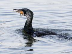 Aalscholver  20211008  Dit kunnen ze goed, vissen vangen. Onder water vliegen ze ook, snel achter een vis aan. Die vis schiet weg maar wordt te snel moe en wordt dan best gemakkelijk gegrepen. Om deze reden zijn ze bij de beroeps- en sportvissers niet geliefd.