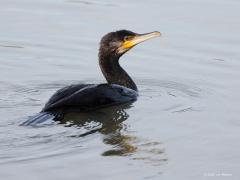 Aalscholver  20211006  Een aparte vogel is de aalscholver. De enige die tot op de huid nat wordt in het water omdat de veren geen waterafstotende olie bevat. Na het vissen moeten de veren dan ook worden gedroogd door met gestrekte vleugels te rusten. Onder water zijn ze echter extra wendbaar, mede door de sterke staart die op foto goed te zien is. De getelde landelijke aantallen zijn sinds midden jaren zeventig vertienvoudigd, met een hapering in de jaren negentig en stagnatie sinds de eeuwwissel