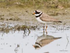 Bontbekplevier  20211015  De bontbek op zijn mooist. Een volwassen vogel midden juni gefotografeerd, daar waar hij graag vertoeft, aan de waterkant.