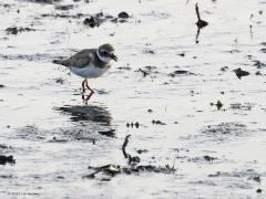 Bontbekplevier  20211014  Misschien een beetje verwarrend maar die bonte bek is pas te zien als de vogel helemaal volwassen is. Een juveniel als deze moet nog een tijdje door groeien om echt mooi te worden. Hopelijk komt ie volgend jaar weer op bezoek en dan met mooie bontbek.