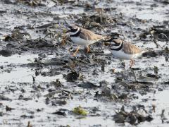 Bontbekplevier  20211012  Velen van ons zitten vele uren op kantoor om de boterham te verdienen. Niet altijd leuk maar dan de bontbekplevier. Die moet vele uren in de modder staan te trappelen voor de boterham. Met een trillend pootje proberen ze bodembeestjes naar boven te pesten om ze dan snel op te pikken. Je kunt ze heel het jaar tegen komen in de kuststreek. In ons land broeden er maar enkele maar als trekvogel zijn ze redelijk talrijk. In het najaar vooral in de nazomer en herfst zoals hie