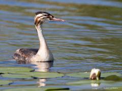 Fuut  20211024  Kleintjes worden best snel groot. Deze jongeling is eind juli gefotografeerd. Het zijn al snel sierlijke vogels.