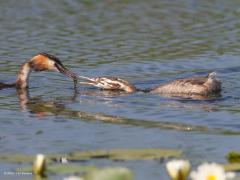 Fuut  20211022  Alle jonge vogels hebben altijd honger. Gretig zijn ze om gevoerd te worden. De ouders doen hun best en slepen vaak verrassend veel voedsel aan. Soms snap je niet hoe die jongen zulke grote prooien naar binnen krijgen. Heel sterke maagsappen moeten die hebben, ik zou mijn vinger daarin niet willen steken.