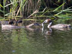 Fuut  20211022  Alle jonge vogels hebben altijd honger. Gretig zijn ze om gevoerd te worden. De ouders doen hun best en slepen vaak verrassend veel voedsel aan. Soms snap je niet hoe die jongen zulke grote prooien naar binnen krijgen. Heel sterke maagsappen moeten die hebben, ik zou mijn vinger daarin niet willen steken.