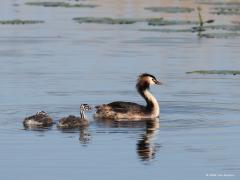 Fuut  20211020  In tegenstelling met bijvoorbeeld de meerkoet worden de jongen van een fuut mooi, leuk, gevonden. Niet alleen door hun popartachtige streepjespak maar ook omdat ze graag gezellig mee varen op de rug van pa of ma, lekker warm afgedekt door de veren van de ouder.