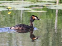 Fuut  20211018  Een echt mooie watervogel is deze fuut. In het rivierengebied en met name in Noord en Zuid Holland is het een heel gewone vogel. Denk aan ca. 15.000 broedpaartjes daar. Bij ons in Zundert kunnen we hem de laatste jaren ook wel eens zien op onze grote beek de Aa of Weerijs. Maar hoe was dat zeg voor 2000, ik kan me niet goed herinneren dat ik de fuut toen ook wel eens zag in Zundert, misschien niet goed opgelet?