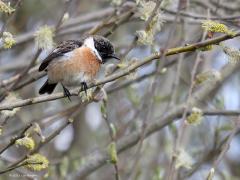 Roodborsttapuit  20211027  De bladeren kunnen momenteel de best harde wind niet meer aan en vallen massaal op de grond, het is dik herfst. Mooi zijn die gekleurde herfstbladeren maar geef mij maar het voorjaar met lekker veel vogels. Zoals hier halverwege april, de wilg in knop nog zonder blaadjes. Steeds meer roodborsttapuiten overwinteren de laatste jaren. Niet zelden doen ze dat paarsgewijs wat best bijzonder is. Vaak in de omgeving van broedplekken, met name in agrarisch landschap. Of het om lo