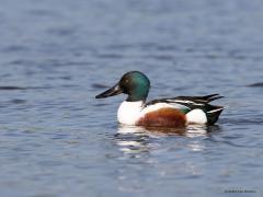 Slobeend  20210921  Een hele mooie eendensoort is deze slobeend. Eentje met speciaal gereedschap; namelijk een echte slobbersnavel. De snavel is groot en breed, gemaakt om door het water te swiepen en zo algen en kleine diertjes uit het water te zeven. Geschat wordt dat ca. 7500 paartjes in ons land broeden. Niet zo zeer op de zandgronden maar meer in het westen van ons land waar ook meer waterbiotopen te vinden zijn.