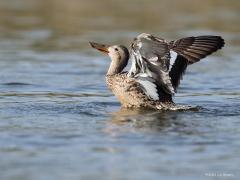 Slobeend  20210923  Bijna alle eendensoorten hebben enkele gekleurde veren in de vleugels. Spiegels worden ze wel genoemd. Je ziet ze bij vrouwtjes vaak slecht of niet als de vleugels opgevouwen op de rug liggen. Wel als de vleugels zijn gespreid, in de vlucht of zoals hier als de vleugels even gestekt worden.