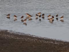 Tureluur 20211001  Momenteel kun je in Zeeland groepjes tureluurs zien. De najaarstrek loopt van juli tot in september; is nu dus al vergaand voorbij. Ze trekken nu vooral 's nachts. Overdag is het eten zoeken in het ondiepe water en veel rusten c.q. slapen. Niet allemaal trekken ze weg maar de meesten zoeken nu toch via de kuststrook het verre West-Afrika op.