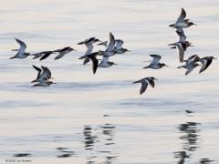 Tureluur  20211002  Natuurlijk moet er af en toe gevlogen worden van rustplek naar foerageerplek. Hopelijk alleen daarvoor en niet te vaak door verstoring. Immers, er moet flink opgevet worden om de vervolgreis snel en veilig te kunnen maken.