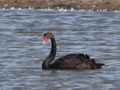 Zwarte zwaan  20210929 Een rare eend in de bijt. In die zin dat deze zwaan tot de eendachtigen hoort en feitelijk in Australie thuis hoort. Maar je kunt een enkele, of vaker nog een paartje, aantreffen in ons land. Deze zag ik vorige week in Zeeland. Het is een populaire siervogel en ten gevolge van ontsnappingen/vrijlatingen zijn hieruit in meerdere Europese landen verwilderde populaties ontstaan. Sinds 1978 broedt deze soort in Nederland. Sinds 1978 broedt deze soort in Nederland. De schatting van 