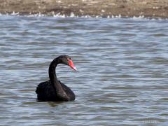 Zwarte zwaan  20210929 Een rare eend in de bijt. In die zin dat deze zwaan tot de eendachtigen hoort en feitelijk in Australie thuis hoort. Maar je kunt een enkele, of vaker nog een paartje, aantreffen in ons land. Deze zag ik vorige week in Zeeland. Het is een populaire siervogel en ten gevolge van ontsnappingen/vrijlatingen zijn hieruit in meerdere Europese landen verwilderde populaties ontstaan. Sinds 1978 broedt deze soort in Nederland. Sinds 1978 broedt deze soort in Nederland. De schatting van 