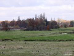 De Maatjes  20211120  Gistermiddag stond ik op de uitkijktoren "De Klot" in De Maatjes. Mooie vergezichten heb je daar. Nieuwmoer met oude toren en nieuwe molens. Vooraan resten nat land waar door de eeuwen heen ca. 2,5 meter turf is afgegraven. Veel grauwe ganzen, minder kolganzen en canadese en ook een aantal patrijzen. En het verst weg, een wit stipje dat een Indische Gans blijkt te zijn. Dit ontsnapt exemplaar laat zich daar in de buurt al vele jaren zien. De telelens heeft er zijn handen meer dan vol