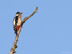 Grote Bonte Specht / Vink  20211103  Afgelopen vrijdagmorgen was het fijn weer. De stralingswarmte van het zonnetje deed wandelaars goed. Maar niet alleen wandelaars, volgens mij genoten vogels er ook van. Ik zag o.a. deze twee een tijdje rustig bovenin een boom zitten, volgens mij lieten ze zo hun lijfje eens goed opwarmen.