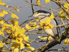 Kwak  20211122  Al meer dan een week komt een mooie volwassen kwak overdag, steeds op dezelfde tak van een boompje, lekker uitrusten in een tuin in de bebouwde kom van Wernhout. Als het weer donker is geworden gaat de nachtjager op de wieken om 's morgens weer zijn stekkie in de tuin in te nemen. Het is een geringd exemplaar, waarschijnlijk afkomstig van een dierentuin of zo? Heel erg leuk in ieder geval en hopelijk voelt ie zich nog heel lang welkom daar in Wernhout. Gisteren voelde ie zich no