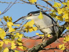 Kwak  20211122  Al meer dan een week komt een mooie volwassen kwak overdag, steeds op dezelfde tak van een boompje, lekker uitrusten in een tuin in de bebouwde kom van Wernhout. Als het weer donker is geworden gaat de nachtjager op de wieken om 's morgens weer zijn stekkie in de tuin in te nemen. Het is een geringd exemplaar, waarschijnlijk afkomstig van een dierentuin of zo? Heel erg leuk in ieder geval en hopelijk voelt ie zich nog heel lang welkom daar in Wernhout. Gisteren voelde ie zich no