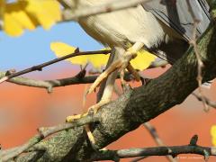 Kwak  20211122  Al meer dan een week komt een mooie volwassen kwak overdag, steeds op dezelfde tak van een boompje, lekker uitrusten in een tuin in de bebouwde kom van Wernhout. Als het weer donker is geworden gaat de nachtjager op de wieken om 's morgens weer zijn stekkie in de tuin in te nemen. Het is een geringd exemplaar, waarschijnlijk afkomstig van een dierentuin of zo? Heel erg leuk in ieder geval en hopelijk voelt ie zich nog heel lang welkom daar in Wernhout. Gisteren voelde ie zich no