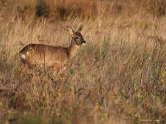 Ree  20211101  Altijd heel leuk als jezelf een ree in het vizier krijgt voordat het mooie beest zelf dat in de gaten heeft. Dan is het een kwestie van stokstijf stil staan en hopen dat de wind de gunstige kant uit waait. Ze kunnen soms onbevreesd best dichtbij komen want ze moeten het niet hebben van het zicht maar van de reuk.