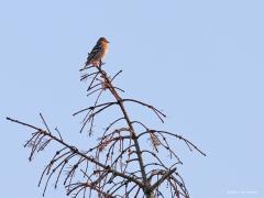 Grote Bonte Specht / Vink  20211103  Afgelopen vrijdagmorgen was het fijn weer. De stralingswarmte van het zonnetje deed wandelaars goed. Maar niet alleen wandelaars, volgens mij genoten vogels er ook van. Ik zag o.a. deze twee een tijdje rustig bovenin een boom zitten, volgens mij lieten ze zo hun lijfje eens goed opwarmen.