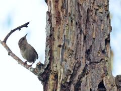 Winterkoning  20211108  Dood hout heeft grote natuurwaarde. Niet alleen spechten kun je daarbij aantreffen. Meerdere vogels vinden dat interessant. Zoals dit winterkoninkje dat een vermolmd boomstamrestant grondig inspecteert op aanwezige eiwitten.