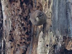 Winterkoning  20211108  Dood hout heeft grote natuurwaarde. Niet alleen spechten kun je daarbij aantreffen. Meerdere vogels vinden dat interessant. Zoals dit winterkoninkje dat een vermolmd boomstamrestant grondig inspecteert op aanwezige eiwitten.